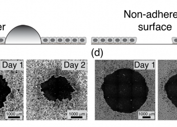 Geometry and Mechanics of Wounded Tissue Determine Healing Outcomes