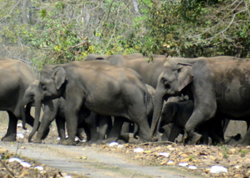 Genomes Map Elephant Populations, History