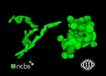 Shape Rules Bacterial Growth in 3D