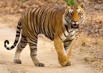 Two Decades of Tiger Conservation in India: Hope for global megafauna recovery