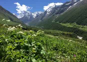 How Himalayan plants adapt to life on the edge