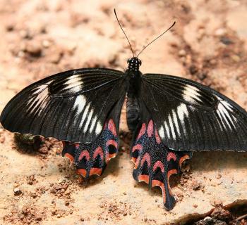 Butterflies hid secrets of species evolution behind their mimicry