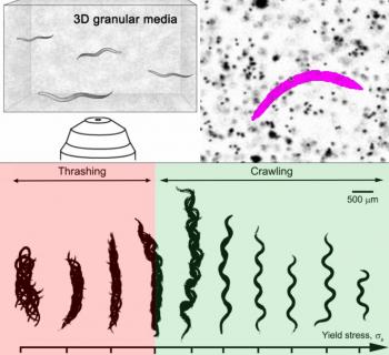 When worms go with the flow of physics