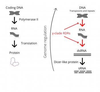 Gamma-clade RDRs: New players in plant genome regulation