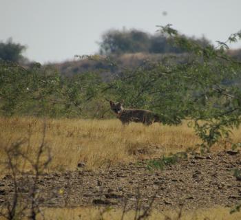Shrinking savannas are reshaping interactions among carnivores in western India