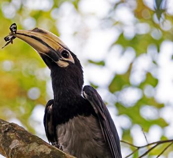 Ecological Factors Determine The Evolution of Antipredator Strategies of Animals