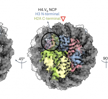 Newly discovered histone variant provides resilience to rice plants against salt stress