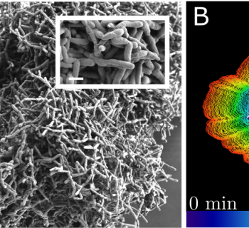Primitive multicellular clusters used metabolically driven flows for exponential growth
