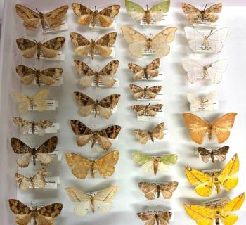 Same traits, different species: what Himalayan moths reveal about mountain ecosystems
