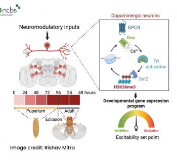 Research reveals how regulated calcium entry changes the key properties of brain cells and their functions 