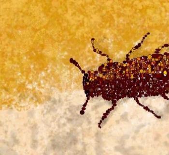 How does a species fight extinction?