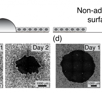 Geometry and Mechanics of Wounded Tissue Determine Healing Outcomes