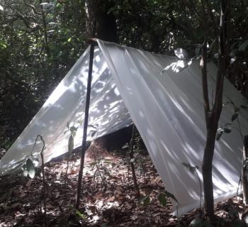 How plants survive life on the edge