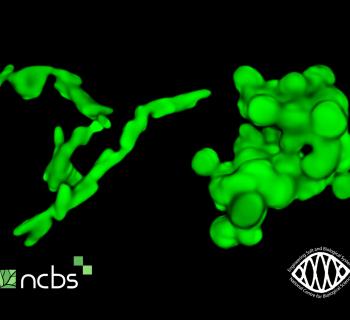 Shape Rules Bacterial Growth in 3D