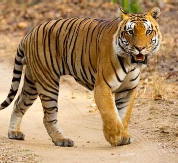 Two Decades of Tiger Conservation in India: Hope for global megafauna recovery