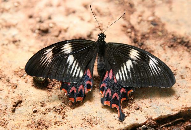Butterflies hid secrets of species evolution behind their mimicry