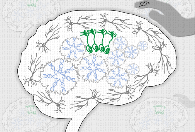 Probing the genetic blueprint reveals hidden nature of brain cells