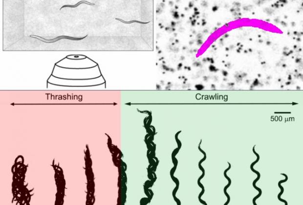 When worms go with the flow of physics