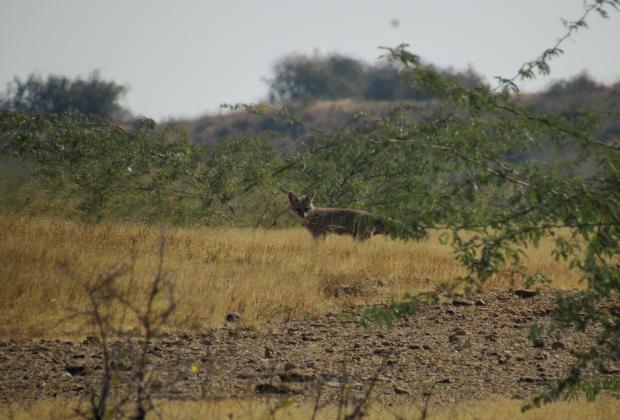 Shrinking savannas are reshaping interactions among carnivores in western India