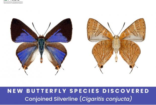 NEW BUTTERFLY SPECIES DISCOVERED