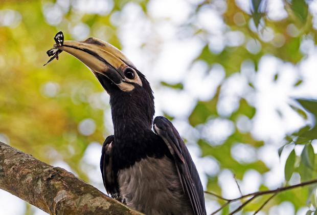 Ecological Factors Determine The Evolution of Antipredator Strategies of Animals