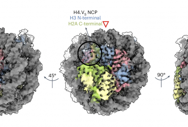 Newly discovered histone variant provides resilience to rice plants against salt stress