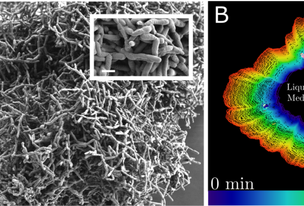 Primitive multicellular clusters used metabolically driven flows for exponential growth