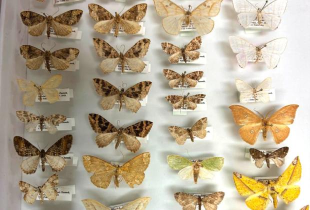 Same traits, different species: what Himalayan moths reveal about mountain ecosystems