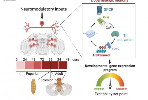 Research reveals how regulated calcium entry changes the key properties of brain cells and their functions 