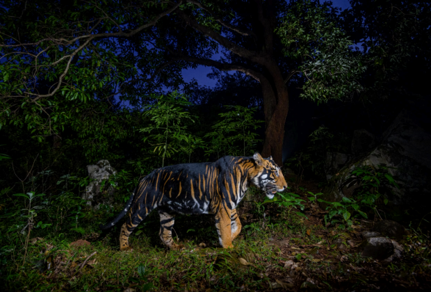 NCBS' research on National Geographic: The curious case of the tigers who changed their stripes