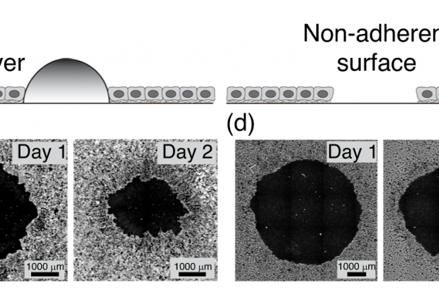 Geometry and Mechanics of Wounded Tissue Determine Healing Outcomes