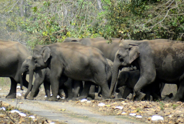 Genomes Map Elephant Populations, History