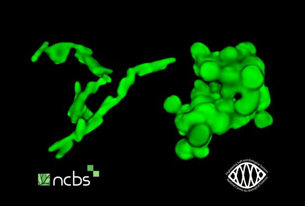 Shape Rules Bacterial Growth in 3D