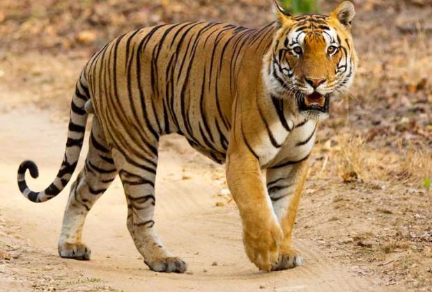 Two Decades of Tiger Conservation in India: Hope for global megafauna recovery