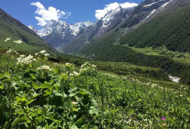 How Himalayan plants adapt to life on the edge