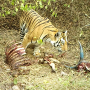 How Scientists Are Solving Tiger-Livestock Conflicts in India
