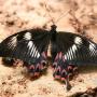 Butterflies hid secrets of species evolution behind their mimicry