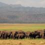 Tracing the Genetic Footprints of India’s Elephants