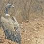 Mongabay India: The dietary habits of endangered vultures