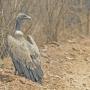 Bangalore Mirror: On the vulture’s trail  