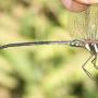 Meghalaya dragonfly record corrected, leads to discovery of new species in Assam