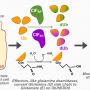 A new way to watch bacteria modify our proteins in real time