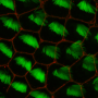 How do cells build organs without a blueprint?