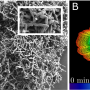 Primitive multicellular clusters used metabolically driven flows for exponential growth