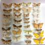 Same traits, different species: what Himalayan moths reveal about mountain ecosystems