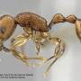 Biodiversity exploration and discovery: two ant species new to science described from the Andaman Islands