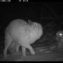 How Red foxes survive among free-ranging dogs in the Indian Trans-Himalaya