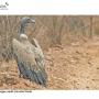 Understanding Endangered Vulture Diets: Implications for Conservation Strategies
