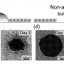 Geometry and Mechanics of Wounded Tissue Determine Healing Outcomes