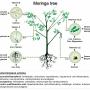 Genomics uncovers the mystery of the magic drumstick tree - Moringa oleifera